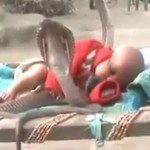 cobra snake, child, protecting, viral video