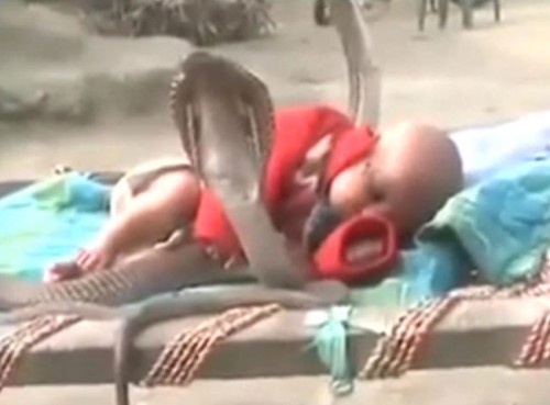4 Cobra Snakes Standing Guard & Protecting A Sleeping Baby. Amazing!