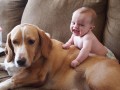 After Stealing Toys, This Dog Apologized To Baby In The Most Adorable Way.