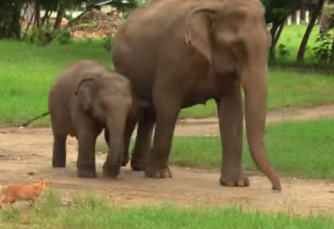 These 2 Elephants Were On Their Way When They Saw A Cat, See What Happened Next