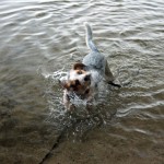 cute dog, dog playing in water
