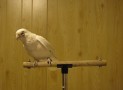 Hilarious Bird Is Viral On The Internet, Watch This To know Why