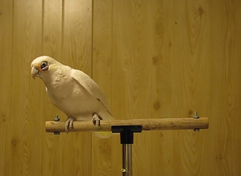 Hilarious Bird Is Viral On The Internet, Watch This To know Why