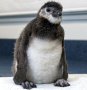 Female Magellanic Chick Conceived World’s First Test Tube Baby Penguin
