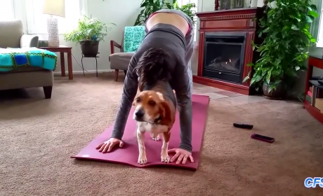 When You Think Its Yoga Time, Your Pets Think Its Cuddle Time..!!