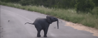 WOW! This Is Baby Elephant’s Raw Footage Is The Cutest Video Ever..!!