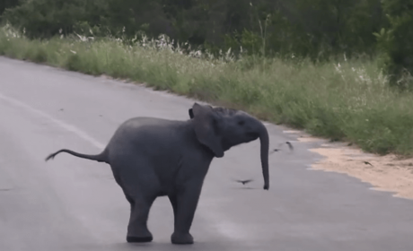 WOW! This Is Baby Elephant’s Raw Footage Is The Cutest Video Ever..!!