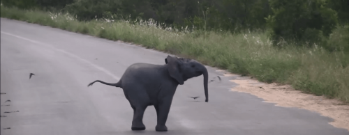 WOW! This Is Baby Elephant’s Raw Footage Is The Cutest Video Ever..!!