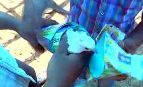 Congress Workers In Andhra Stuff Live Pigeons Stuffed In Rockets And Fired