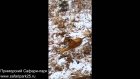 Must Watch How A Badass Goat Chases Down A Tiger