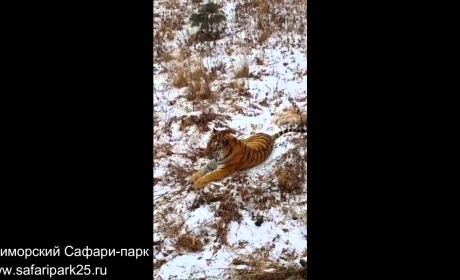 Must Watch How A Badass Goat Chases Down A Tiger