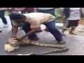 Watch This Man Squeezing Out A Goat From The Stomach Of A 6-Feet-Long Python