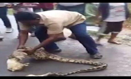 Watch This Man Squeezing Out A Goat From The Stomach Of A 6-Feet-Long Python
