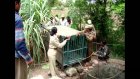 Meet The Lion Queens Of India, The Bravehearts Who Rescue Lions In Gir National Park