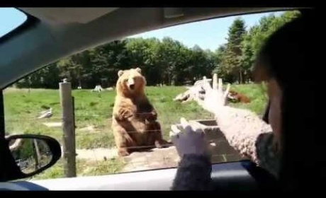 Cute Video Of A Bear Catching Bread Is Why The Revenant Bear Should Have Won An Oscar Too
